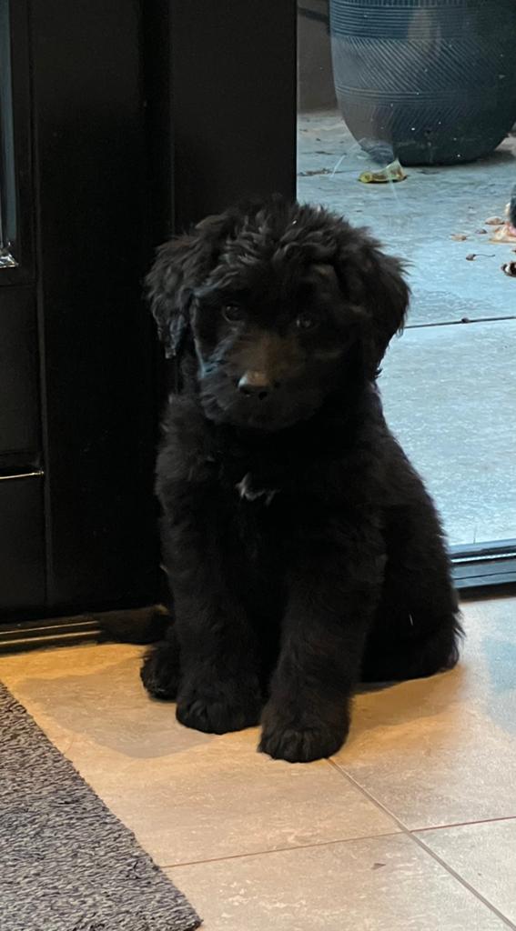 Doodle pups, mogen verhuizen!!, Dieren en Toebehoren, Parvo, Overige rassen, 8 tot 15 weken, Meerdere
