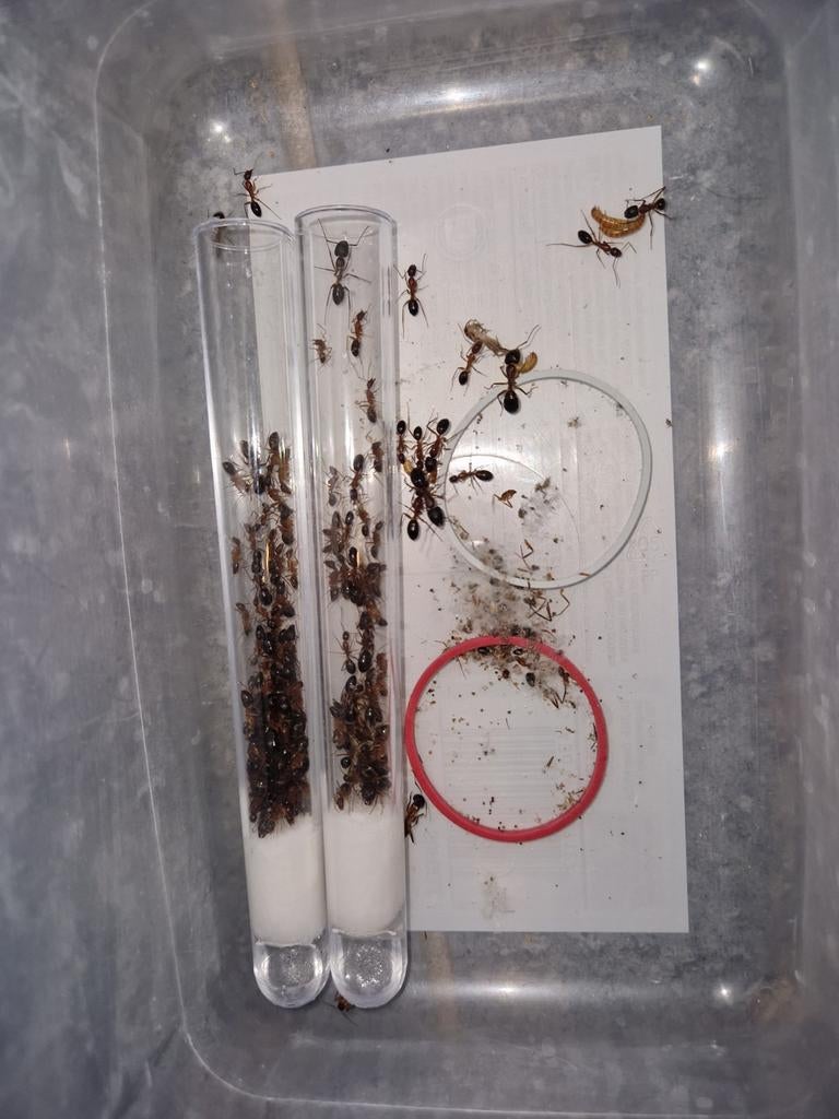 Camponotus pilicornis 1q 50-100w | mieren ant mierenkolonie, Mieren