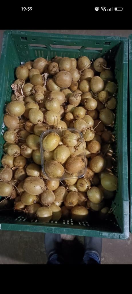 Kiwi's te koop, Diversen, Ophalen of Verzenden