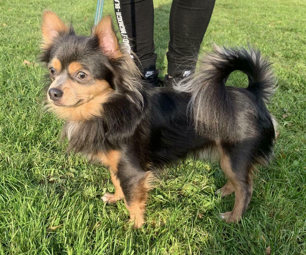 Grijze Chihuahua Dekreu, Dieren en Toebehoren, Parvo, Reu, Eén hond, 3 tot 5 jaar