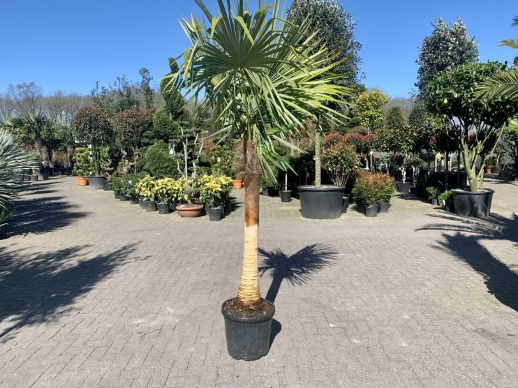 Trachycarpus fortunei palmen stripped trunk / geschilde stam, Volle zon, Winter, Ophalen of Verzenden, 100 tot 250 cm
