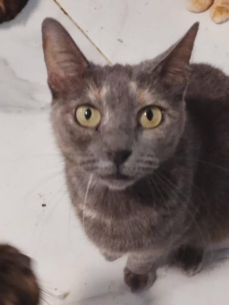 Misae, 12-1-2021 zwanger gered uit een colonie, Poes, Kortharig, 3 tot 5 jaar