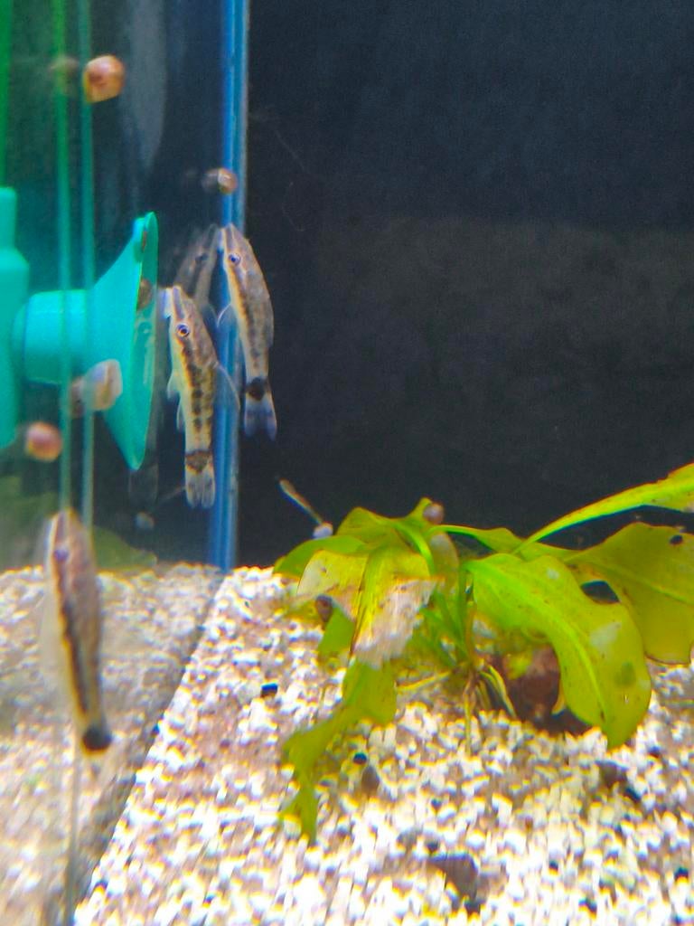 Otocinclus per stuk 2.95, Vis, Zoetwatervis, Schoolvis