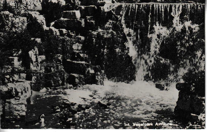 ALPHEN a/d RIJN = Int. VOGELPARK AVIFAUNA, Ophalen of Verzenden, 1940 tot 1960, Gelopen, Zuid-Holland