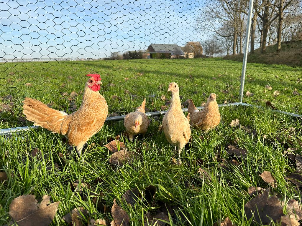 Jonge tamme Sebright geel wit gezoomd gesekst en ingeënt, Dieren en Toebehoren, Pluimvee, Vrouwelijk, Kip