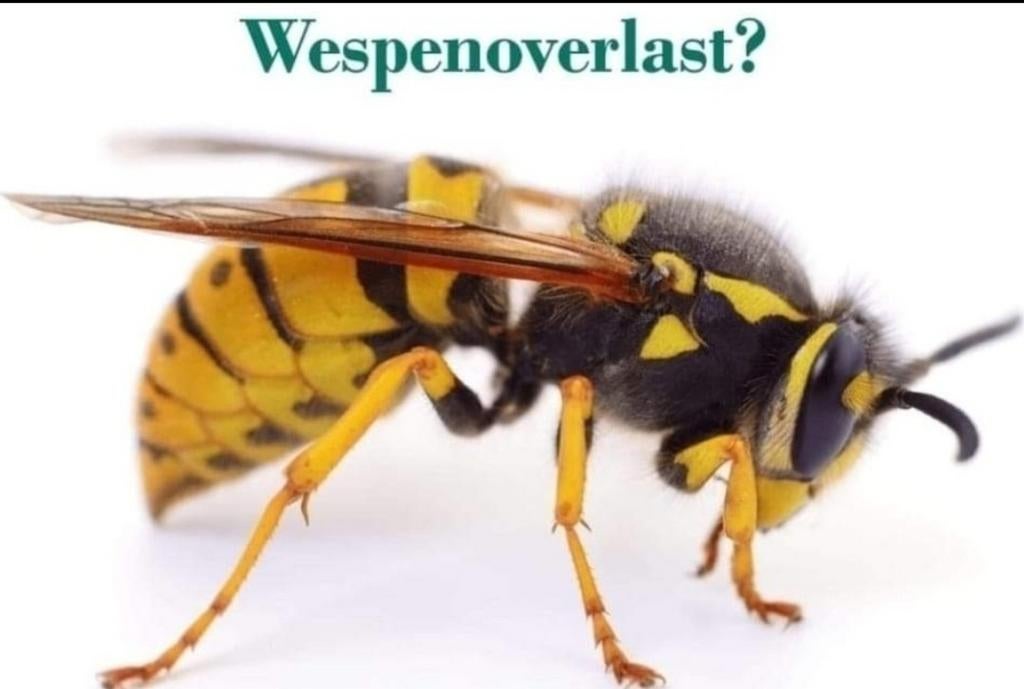 , wespenbestrijding , Mierenbestrijding, Houtwormbestrijding