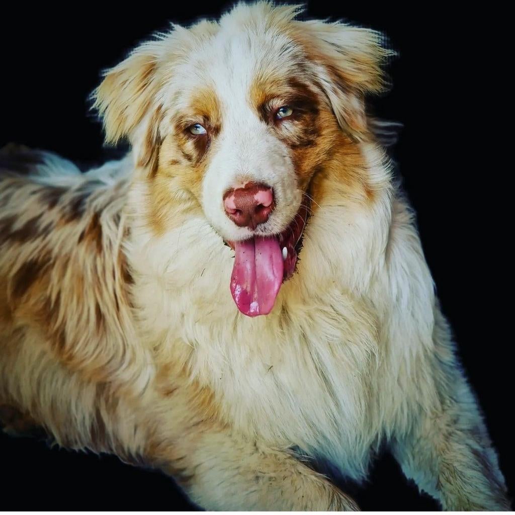 Aussie dekreu met stamboom., Dieren en Toebehoren, Honden | Dekreuen, België, Particulier, Reu, 1 tot 2 jaar