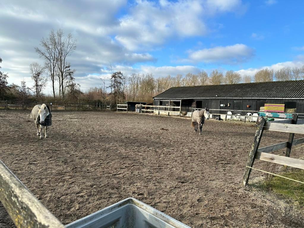Plekje vrij voor shetlander (Hazerswoude-Rijndijk), Dieren en Toebehoren, Weidegang