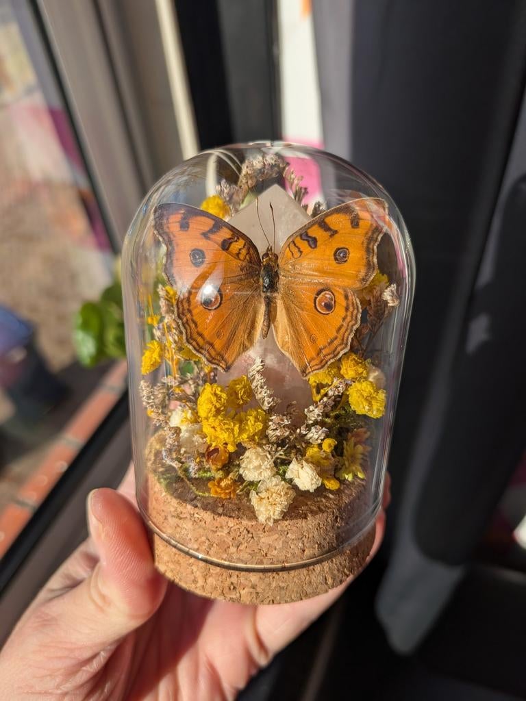 Glazen stolp met droogbloemen, edelsteen & vlinder, Ophalen of Verzenden, Nieuw