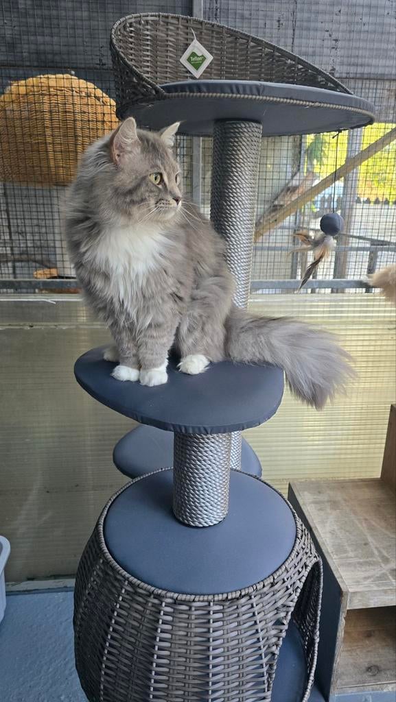 Dekkater Blue white solid tabby Ragdoll cinnamon dragend, 0 tot 2 jaar