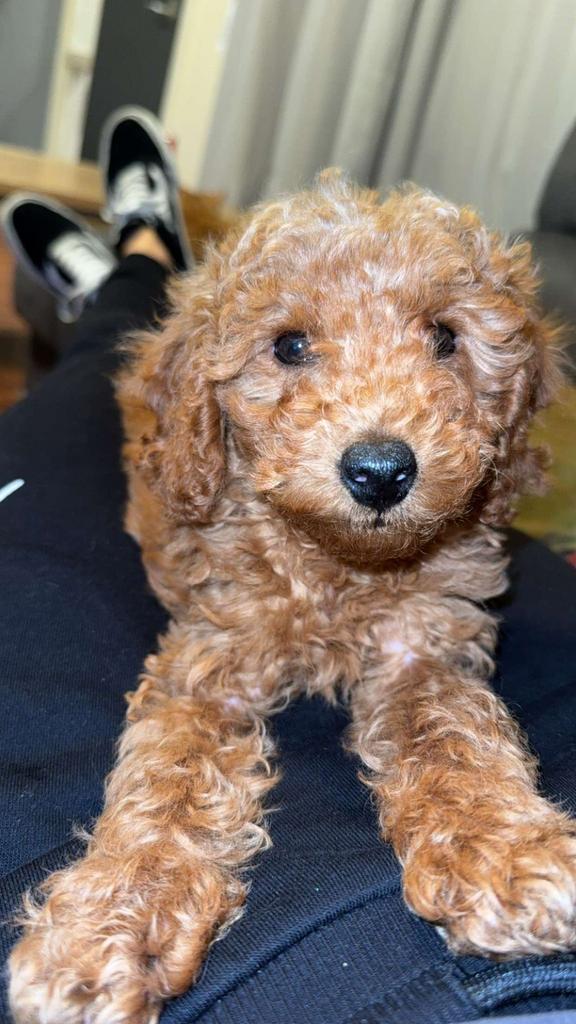 Toy poedel pup, Poedel, Particulier, 15 weken tot 1 jaar, Buitenland