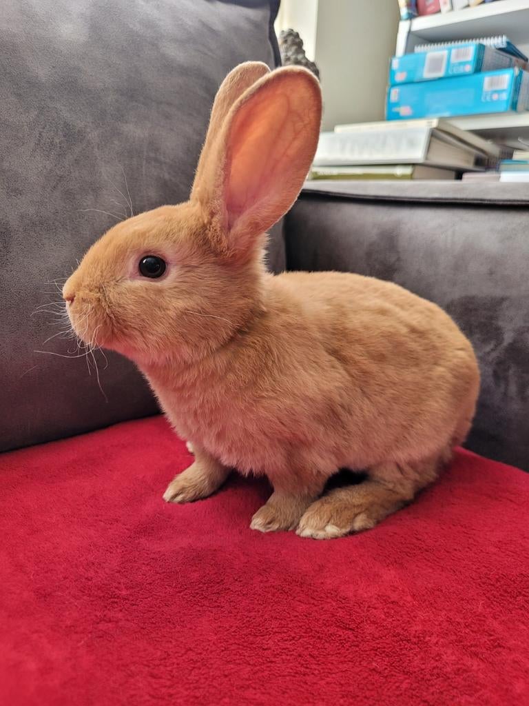 Standaard rex konijn, Dieren en Toebehoren, Konijnen, Groot, Meerdere dieren