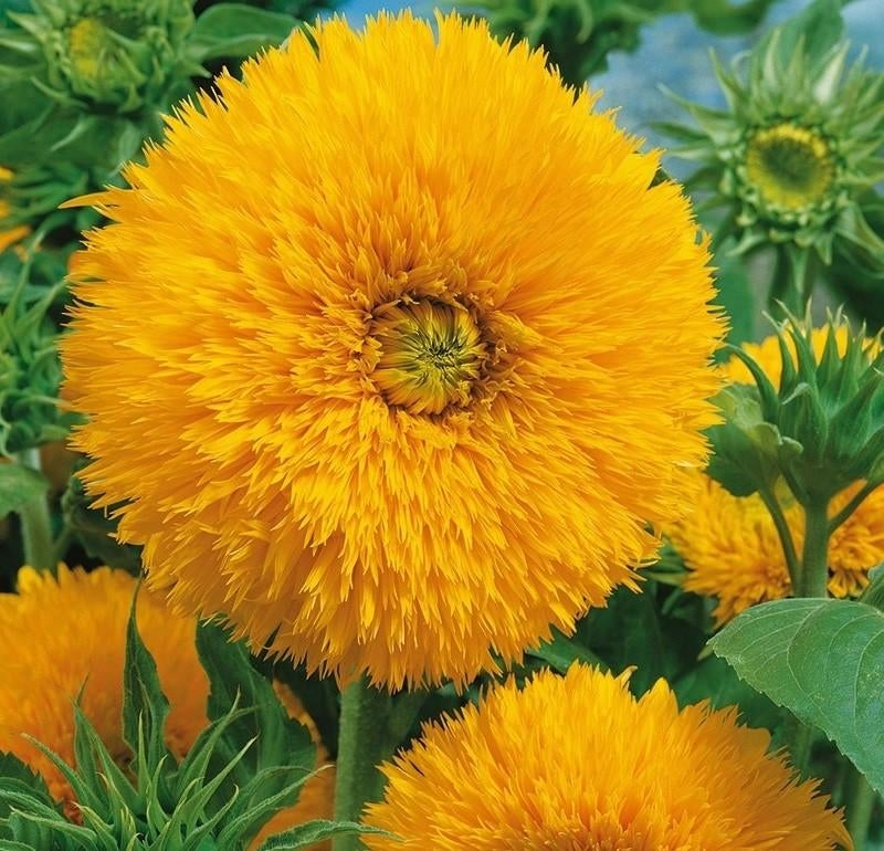 Meer dan 80 soorten zonnebloemzaden uit voorraad leverbaar., Tuin en Terras, Bloembollen en Zaden, Verzenden, Voorjaar, Volle zon