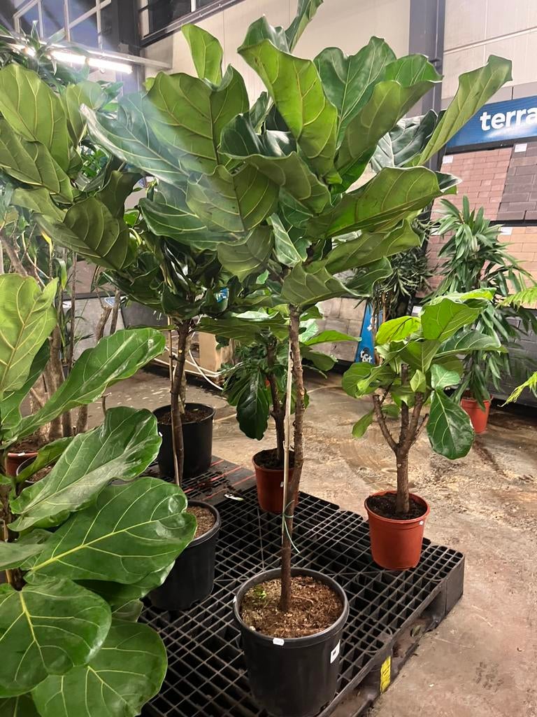 Ficus Lyrata – Op stam – 150cm, Overige soorten, 100 tot 250 cm, Zomer, Ophalen