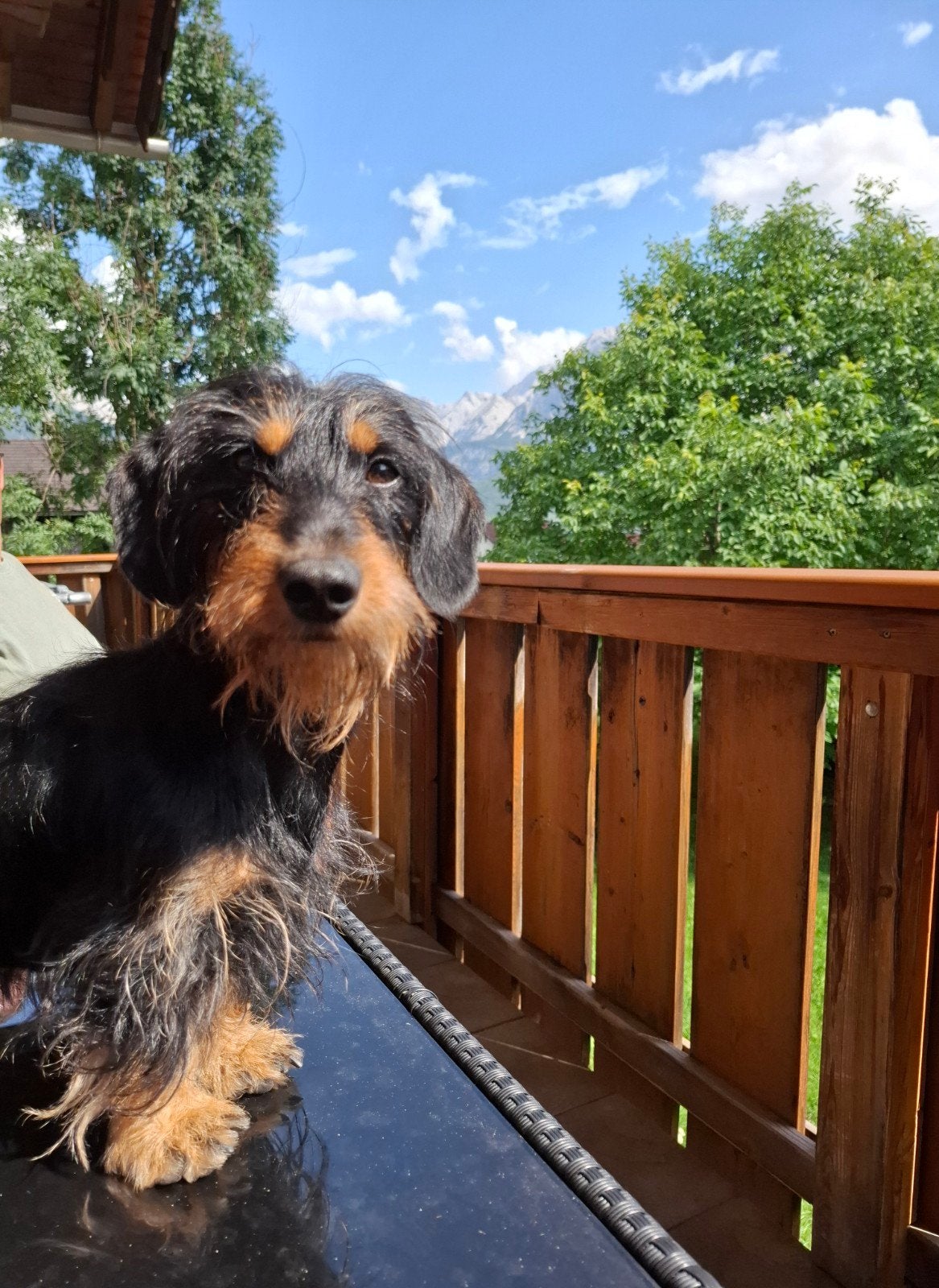 Dekreu ruwharige teckel dwerg, Reu, 1 tot 2 jaar, Parvo, Eén hond
