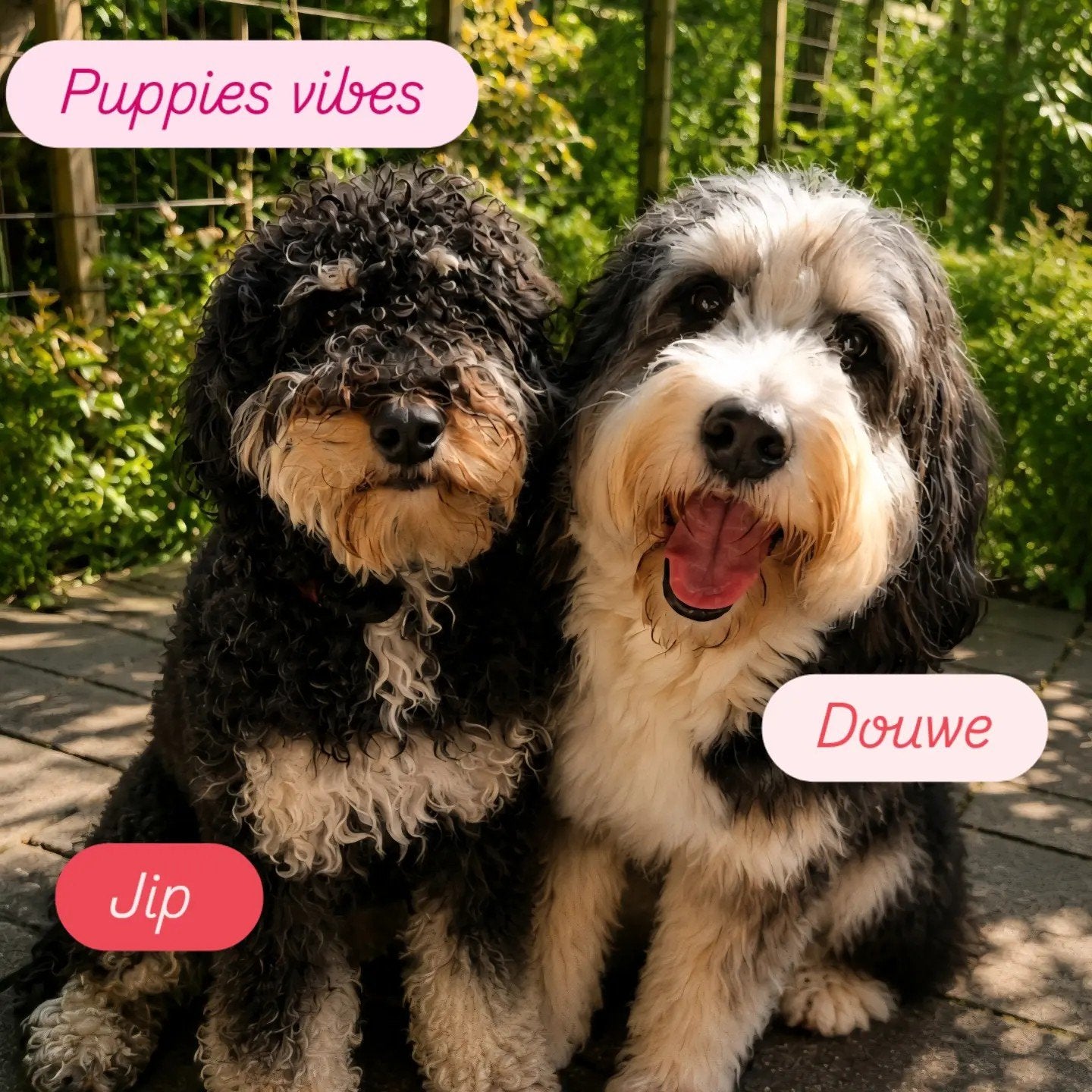 Bernerdoodle pups op komst, 8 tot 15 weken, Meerdere, Meerdere dieren, Middel