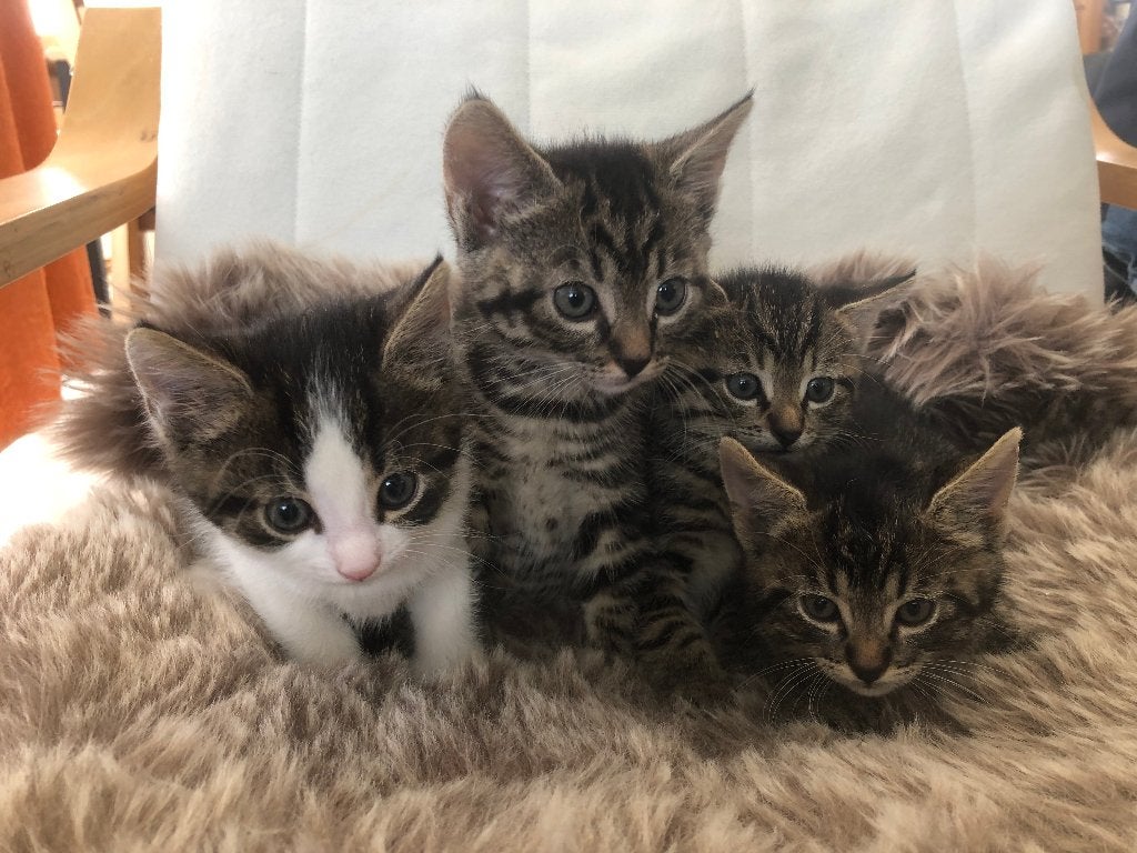 Lieve kitten poesjes (vrouwtjes) cypers gestreept + lapje, Poes, Kortharig, 0 tot 2 jaar