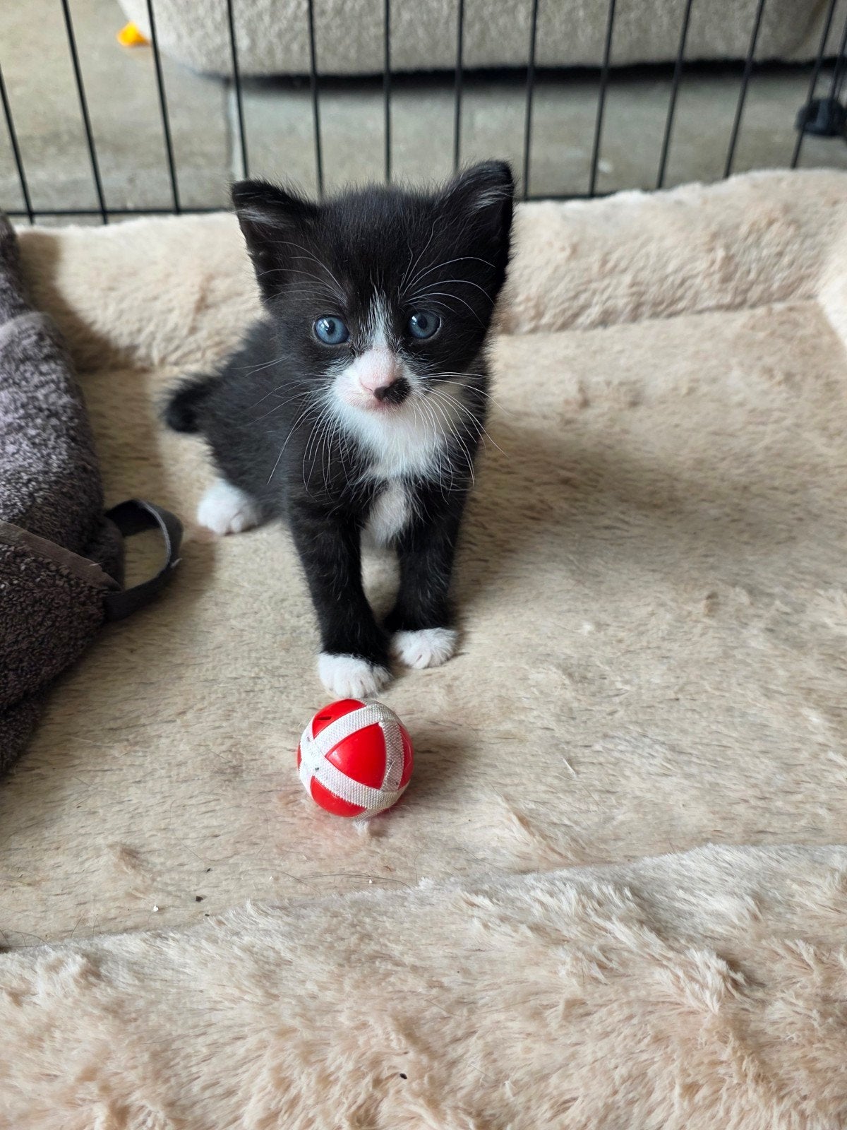 Lieve kittens zoeken een gouden mandje ️, Meerdere dieren, Kortharig, 0 tot 2 jaar