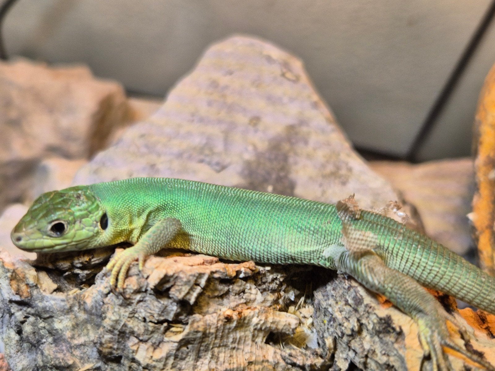 Lacerta bilineata 1 subadult, Dieren en Toebehoren, Reptielen en Amfibieën, Hagedis, 0 tot 2 jaar