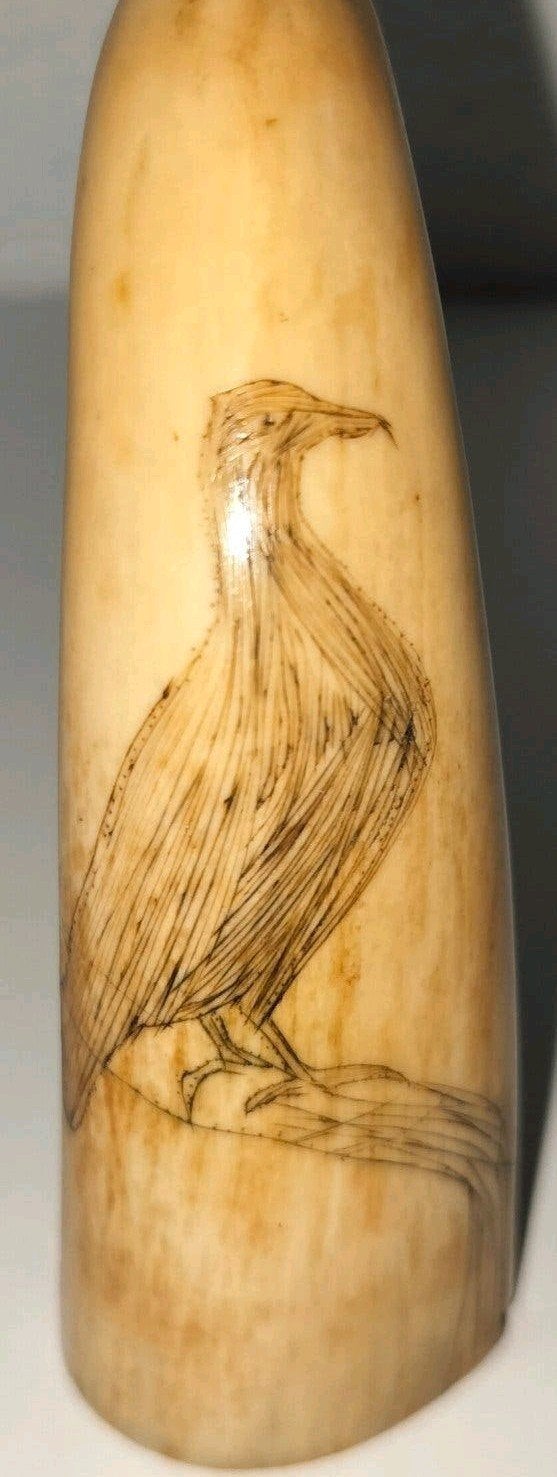 Antiek Scrimshaw stukje, 19e eeuws, met vogelgravure, Ophalen of Verzenden