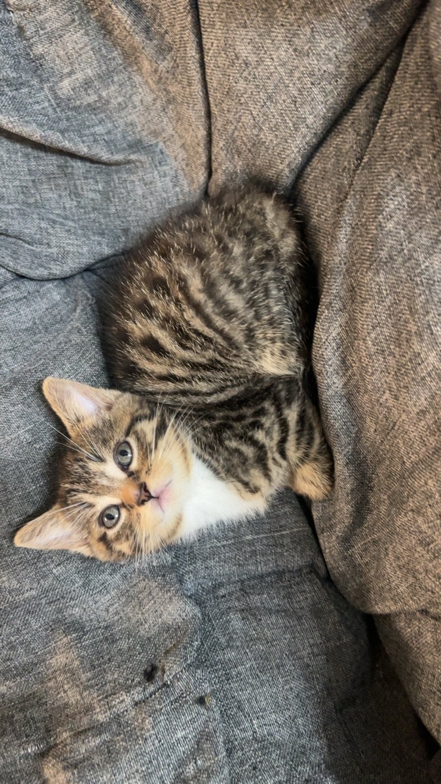 Schattige Kittens, Dieren en Toebehoren