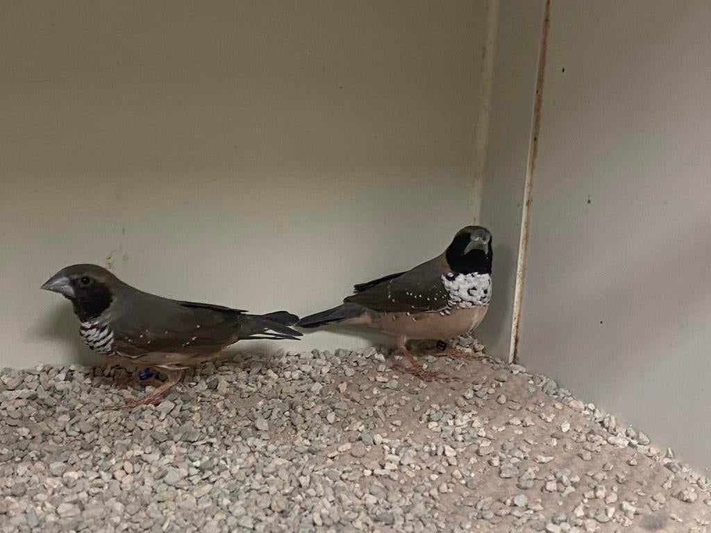 Koppel Witborst Rietvinken, Dieren en Toebehoren, Vogels | Overige Vogels, Meerdere dieren