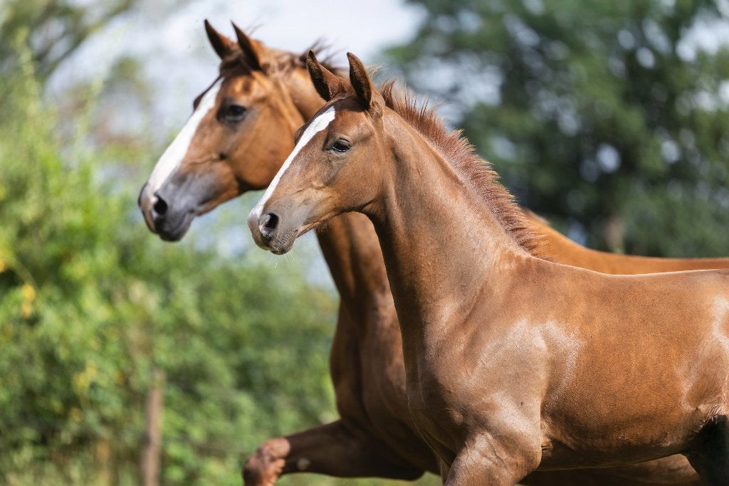Gelders hengstveulen Willem Wiers, Minder dan 160 cm, Met stamboom, Dressuurpaard, 0 tot 2 jaar