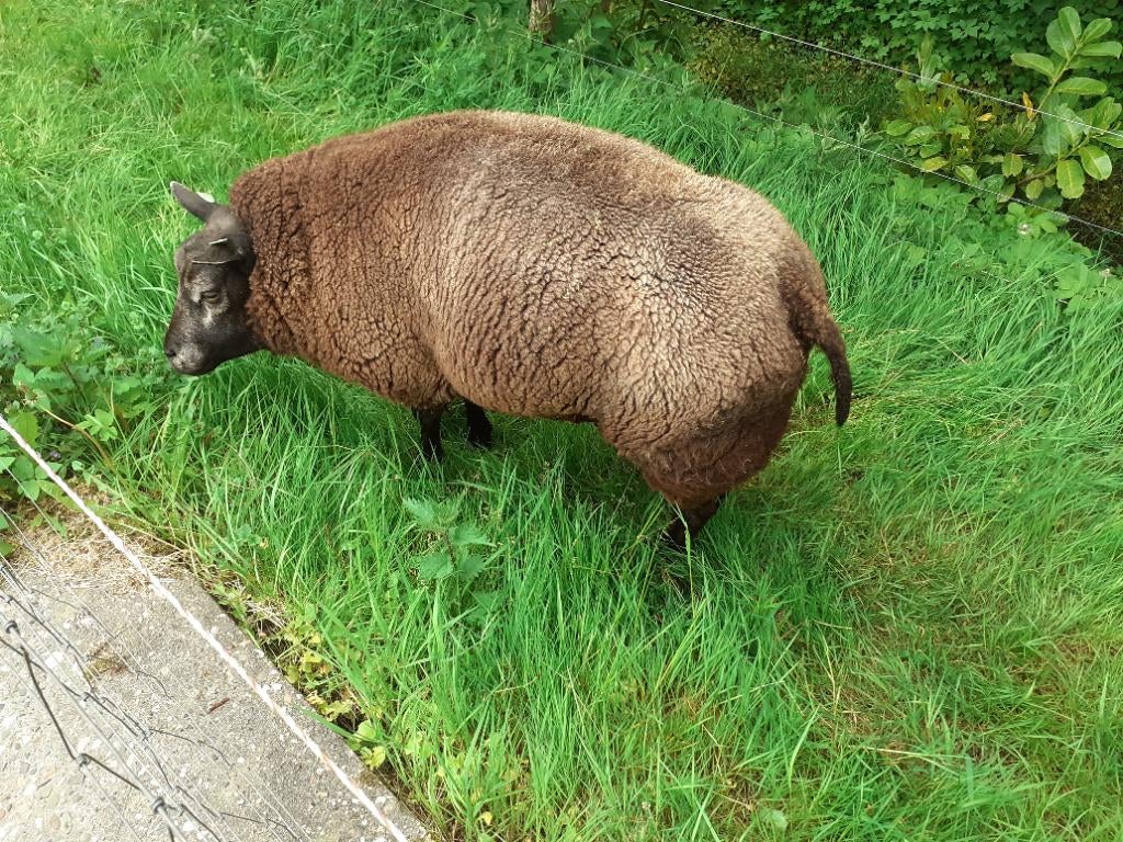 blauwe texelaar ram dekram dek rammen, Dieren en Toebehoren, Mannelijk, Schaap, 3 tot 5 jaar