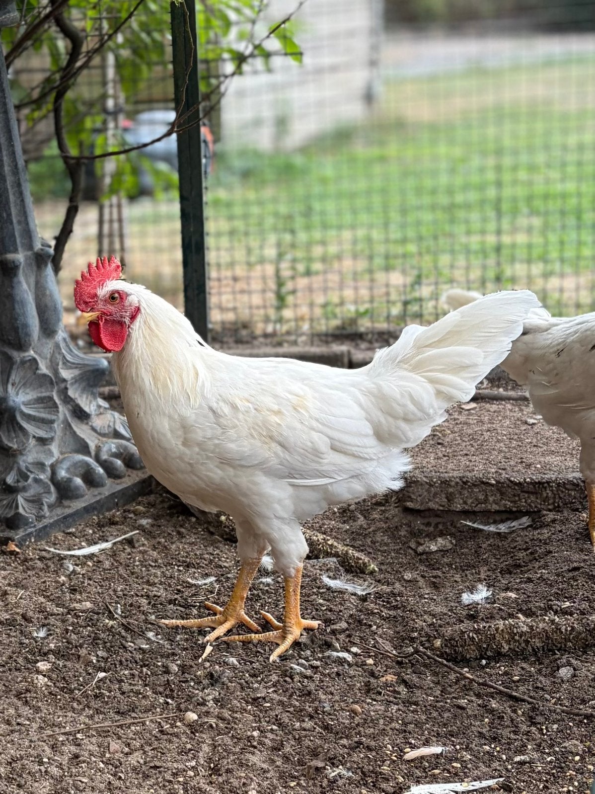 Kruising Bielefelder/witte Leghorn Haan, Dieren en Toebehoren, Pluimvee, Mannelijk, Kip