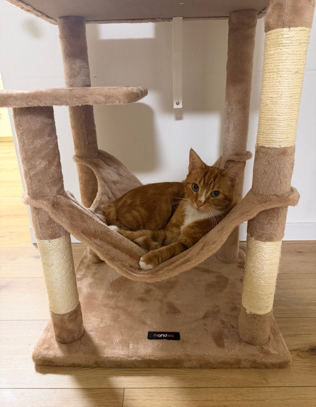 gezocht: liefdevol thuis voor rode gecastreerde kater, Kater, Gechipt, 3 tot 5 jaar