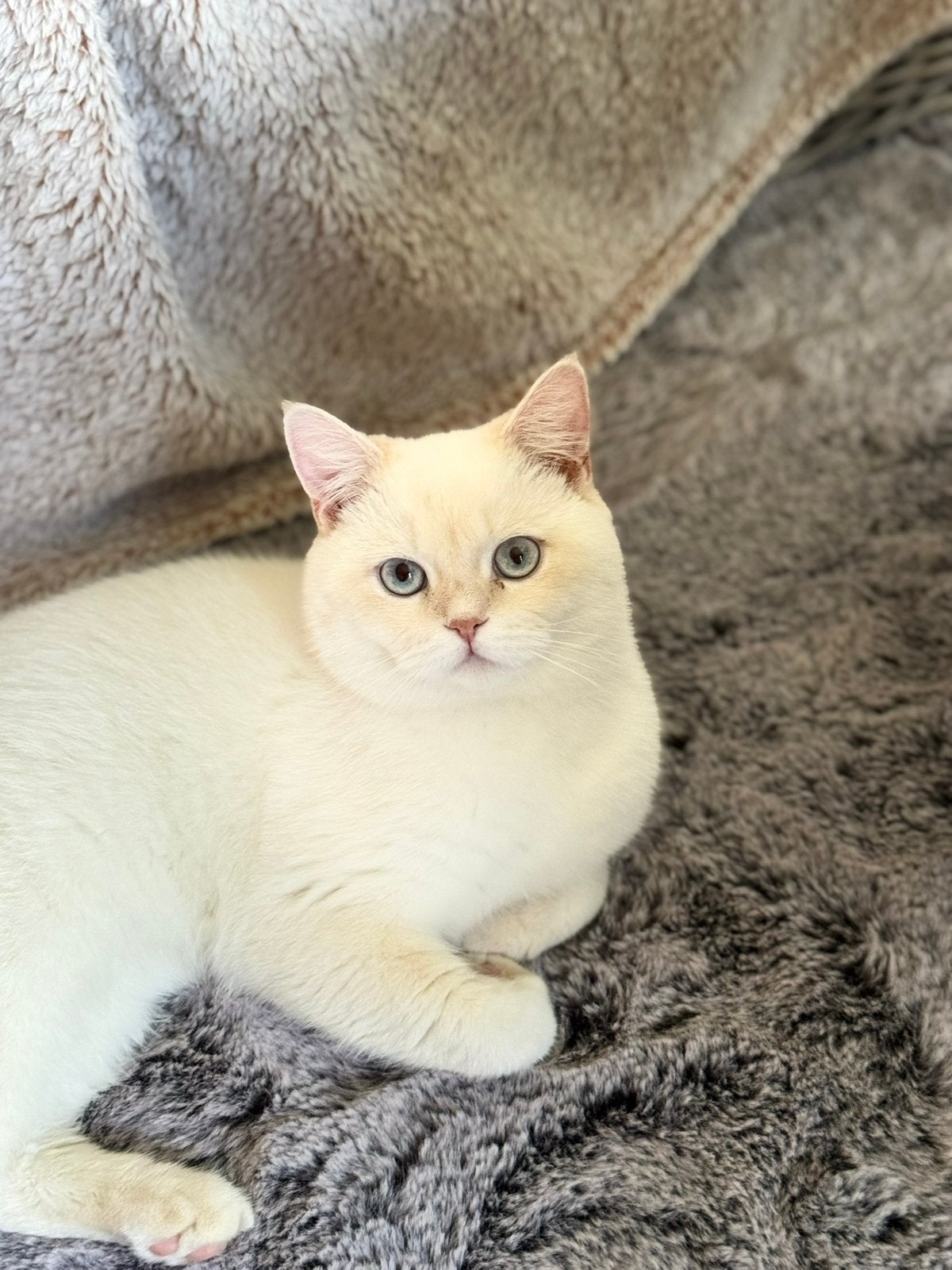 Britse Korthaar Flame Point 8 manden oud, Kater, Gechipt, 0 tot 2 jaar