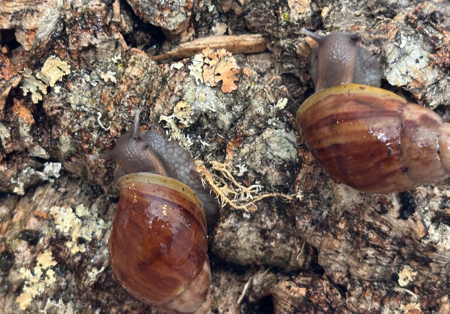 Agaatslak - achatina fulica, Januari, Meerdere dieren