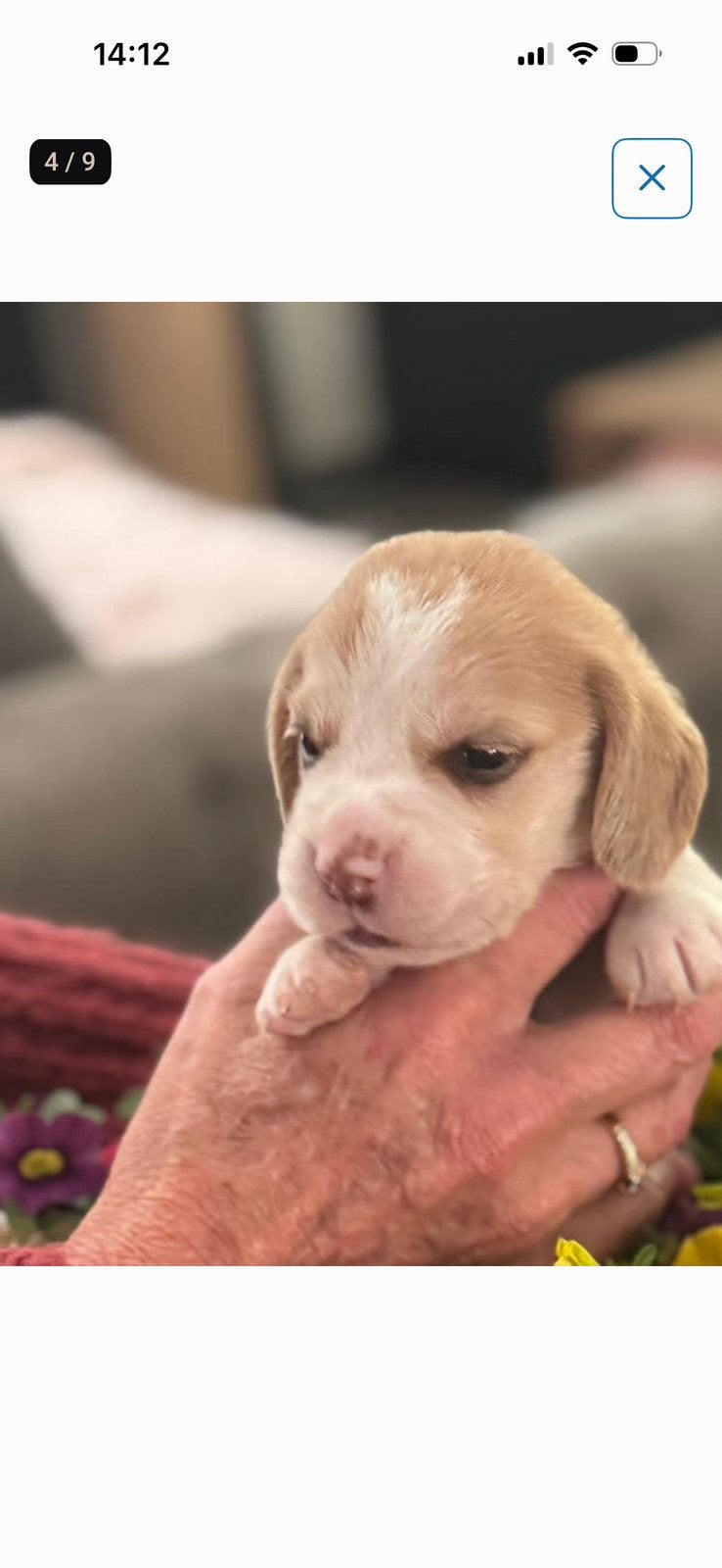 Beaglepups beschikbaar!!, Parvo, Beagle, 8 tot 15 weken, Meerdere