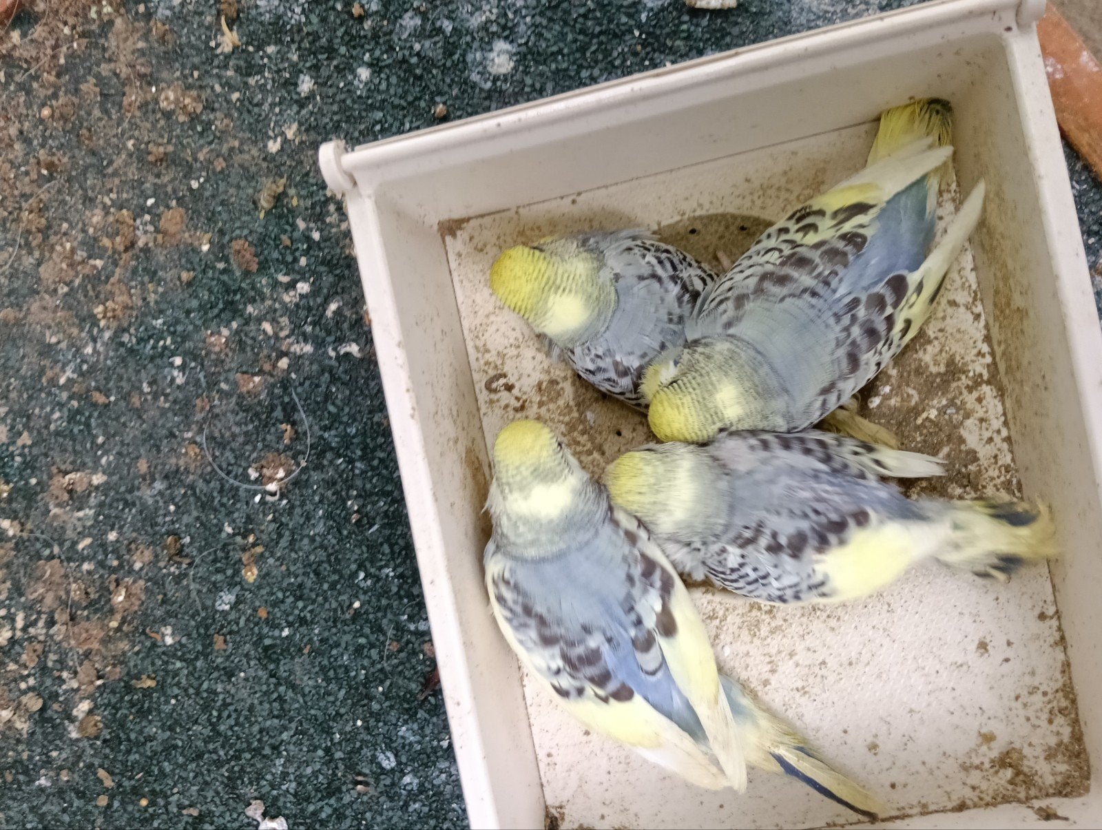 Jonge Grasparkieten, Dieren en Toebehoren, Vogels | Parkieten en Papegaaien, Meerdere dieren, Parkiet, Tam