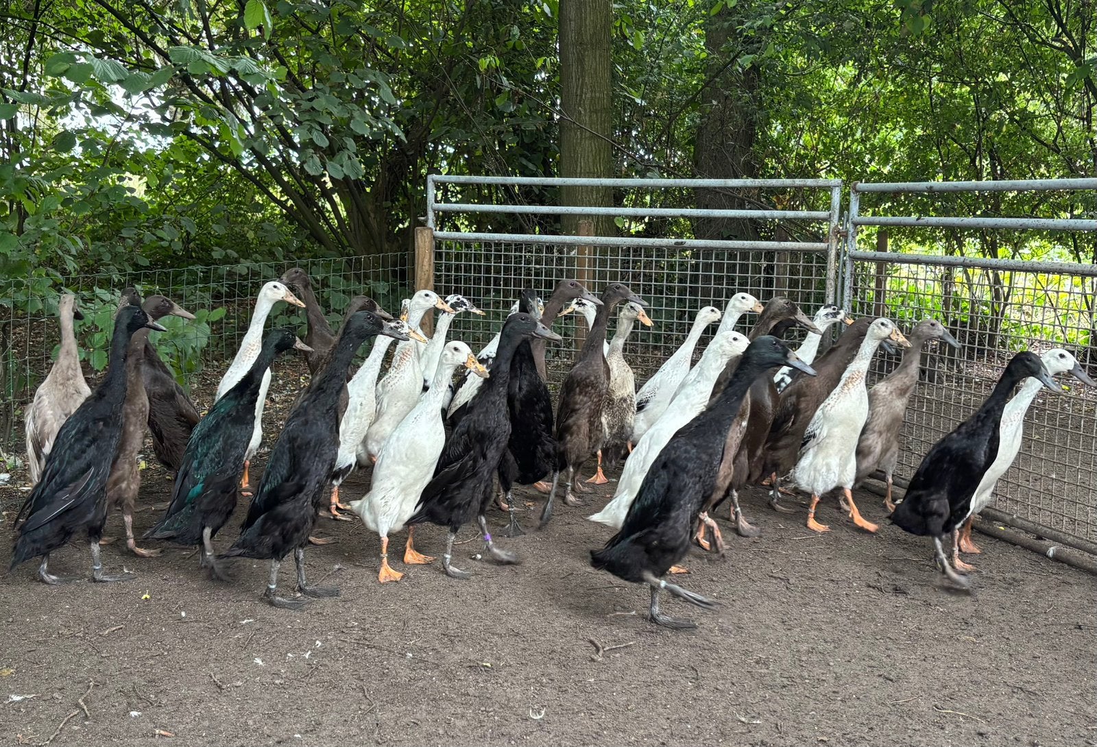 Jonge en raszuivere vrouwlijke Indische Loopeenden te koop, Dieren en Toebehoren, Pluimvee, Vrouwelijk, Eend