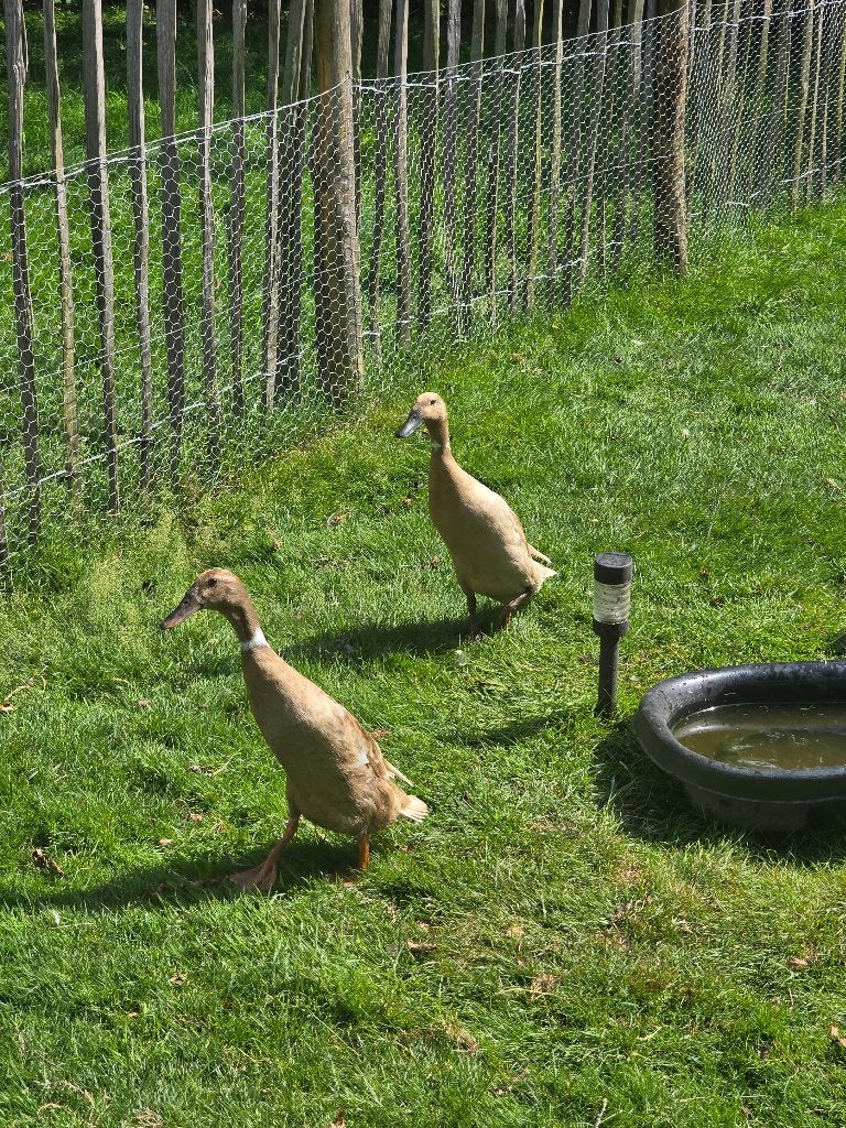 Indische loop eenden, Dieren en Toebehoren, Pluimvee, Eend, Meerdere dieren