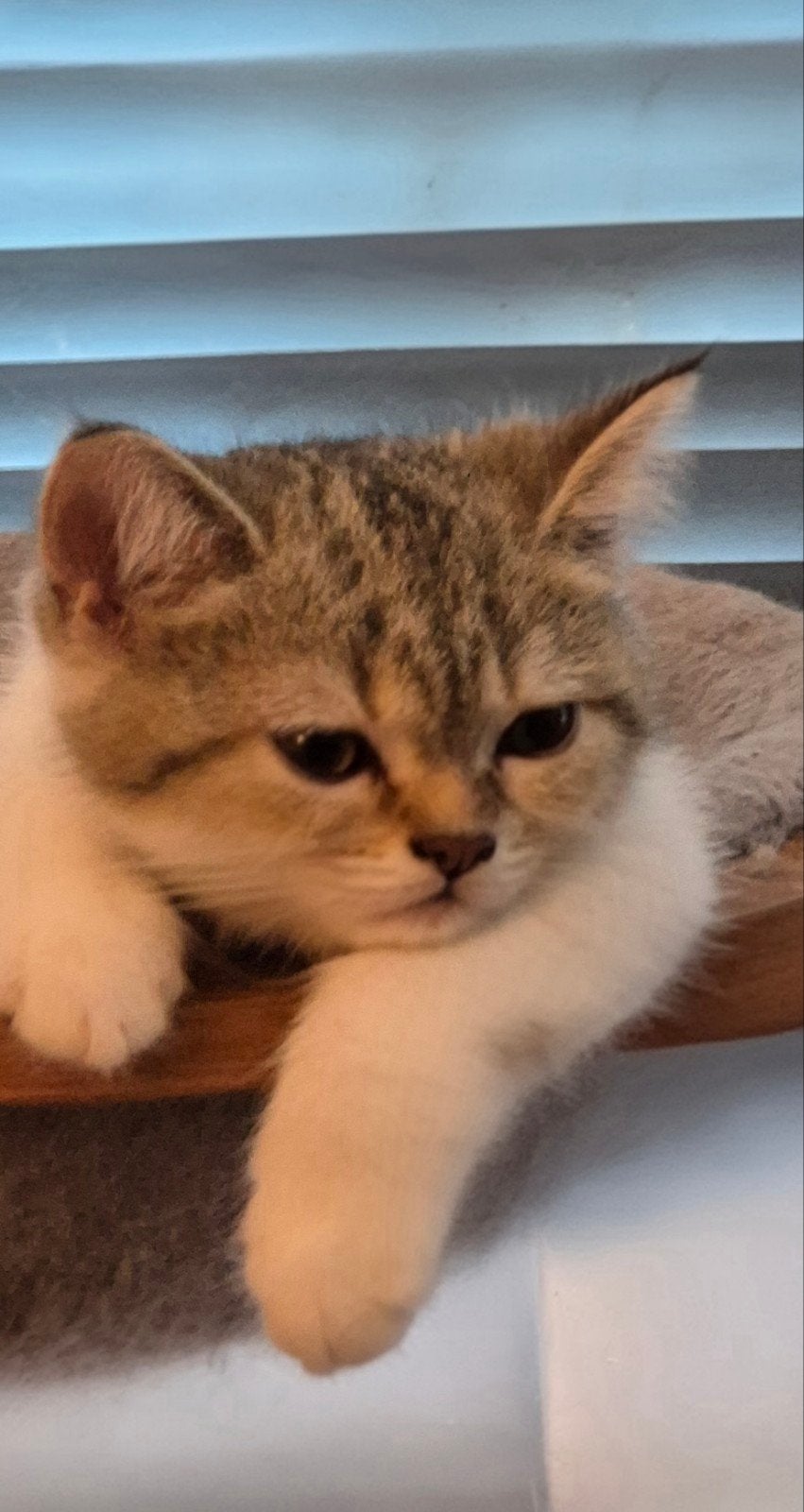 Te koop - Britse Korthaar kittens, Dieren en Toebehoren