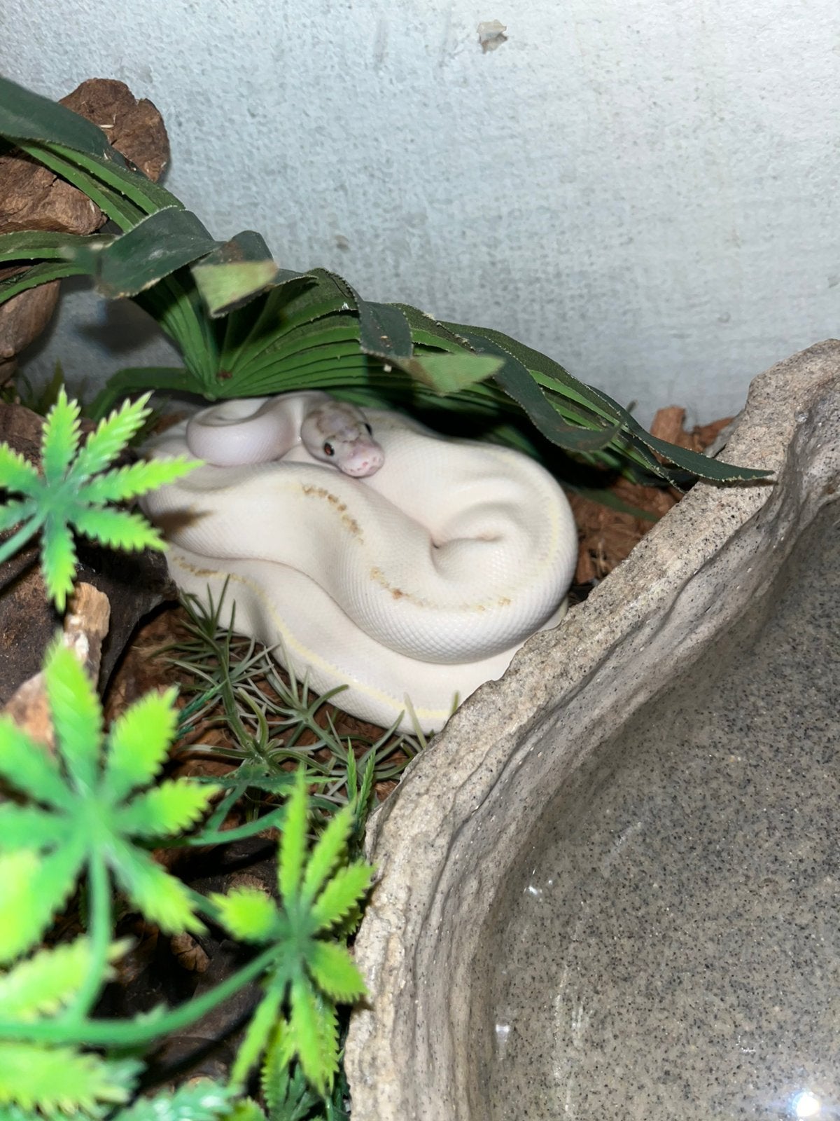 Twee Ball Pythons met Terrarium + Certificaat, Ophalen of Verzenden, Zo goed als nieuw, Terrarium of Paludarium