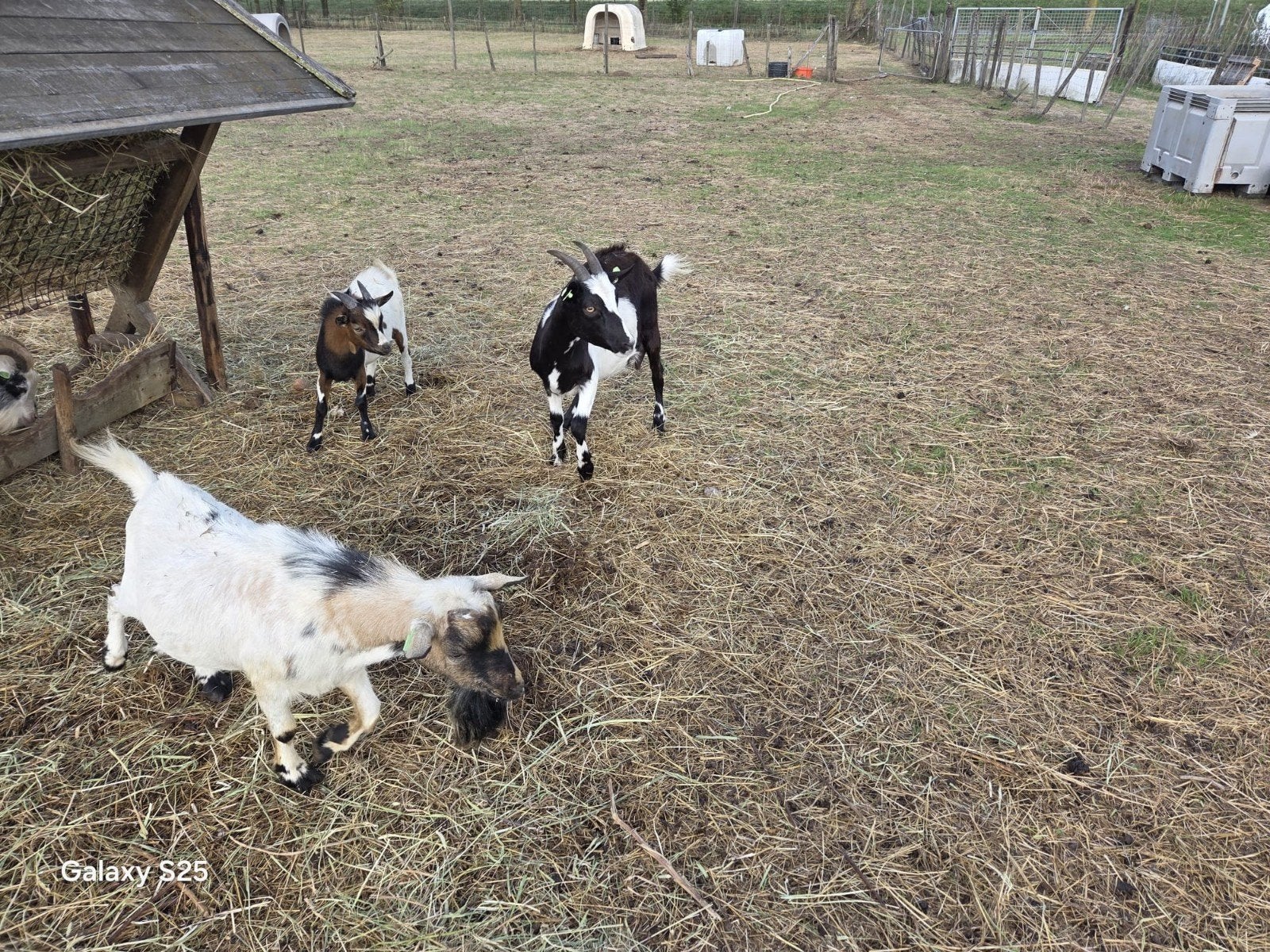 zwart bonte melkgeiten, Meerdere dieren, Schaap