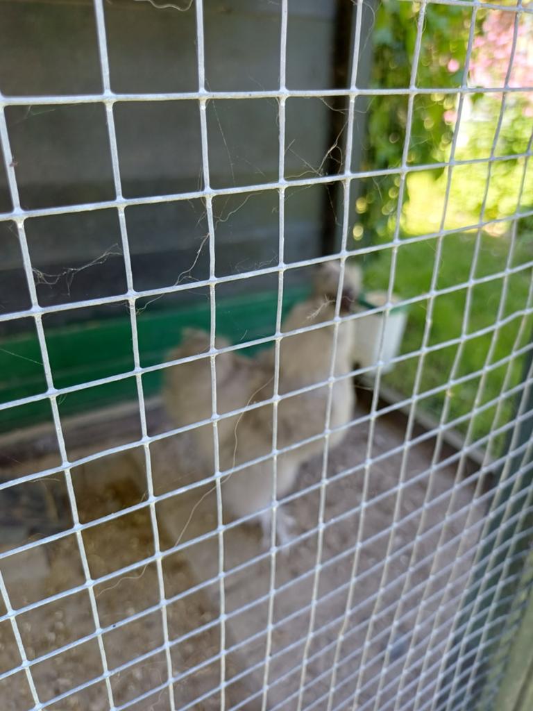 Zijdehoen kippen  GRATIS., Dieren en Toebehoren, Pluimvee, Meerdere dieren, Kip