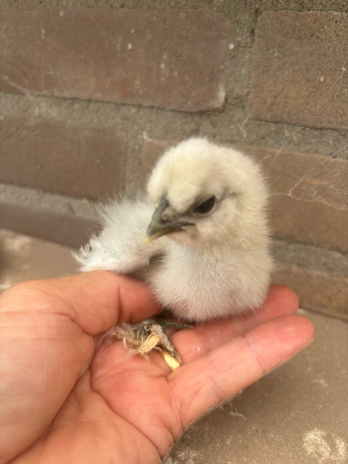 Zijde hoen kuiken, Dieren en Toebehoren, Geslacht onbekend, Kip