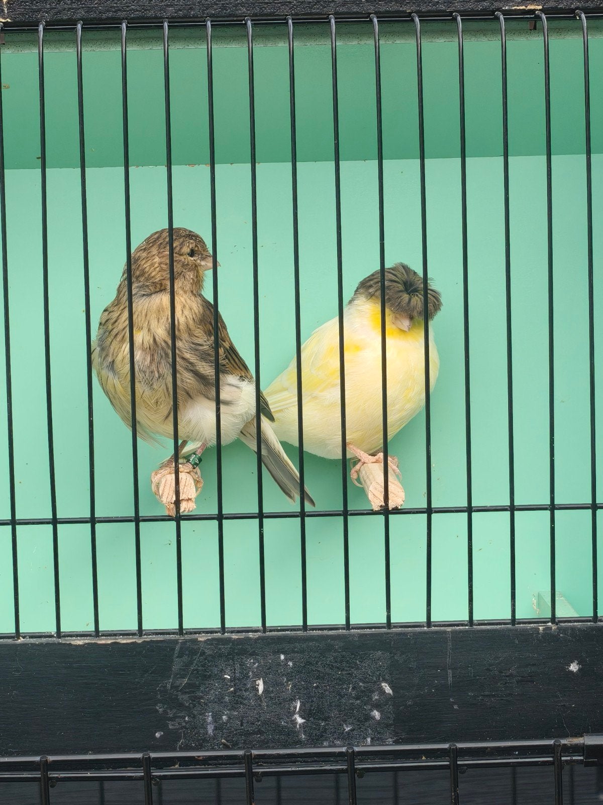 couple gloster canary, Bastaard