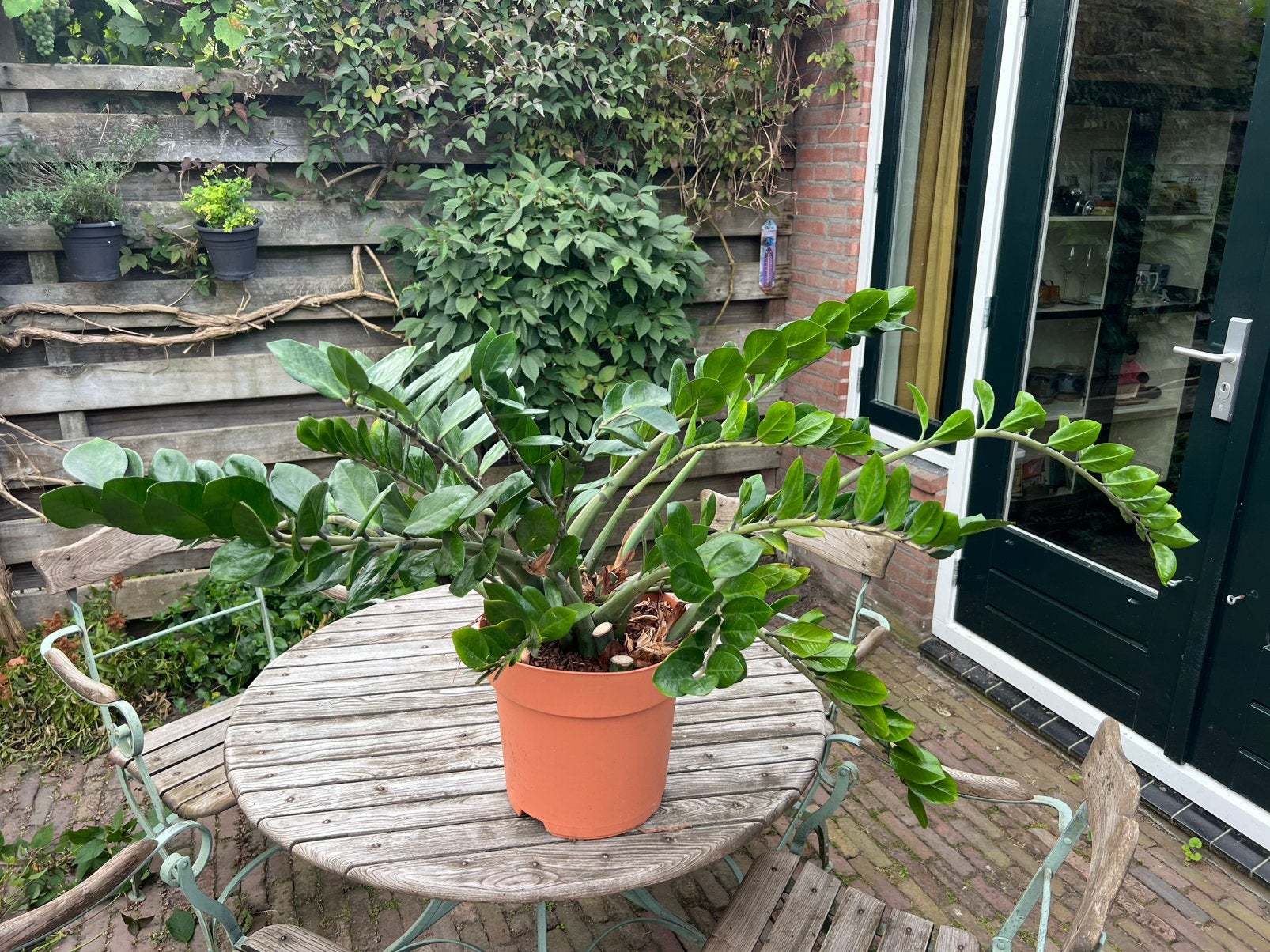 Grote Zamioculcas plant, Huis en Inrichting, Kamerplanten, Ophalen, 100 tot 150 cm, Overige soorten, Halfschaduw