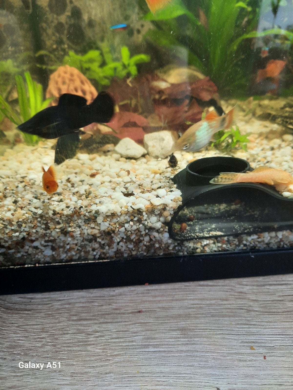 platy visjes, Dieren en Toebehoren, Vis, Zoetwatervis