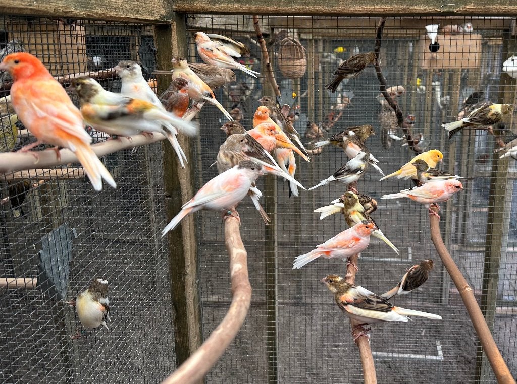 Harlekijn kanaries koppels, Meerdere dieren, Kleurkanarie