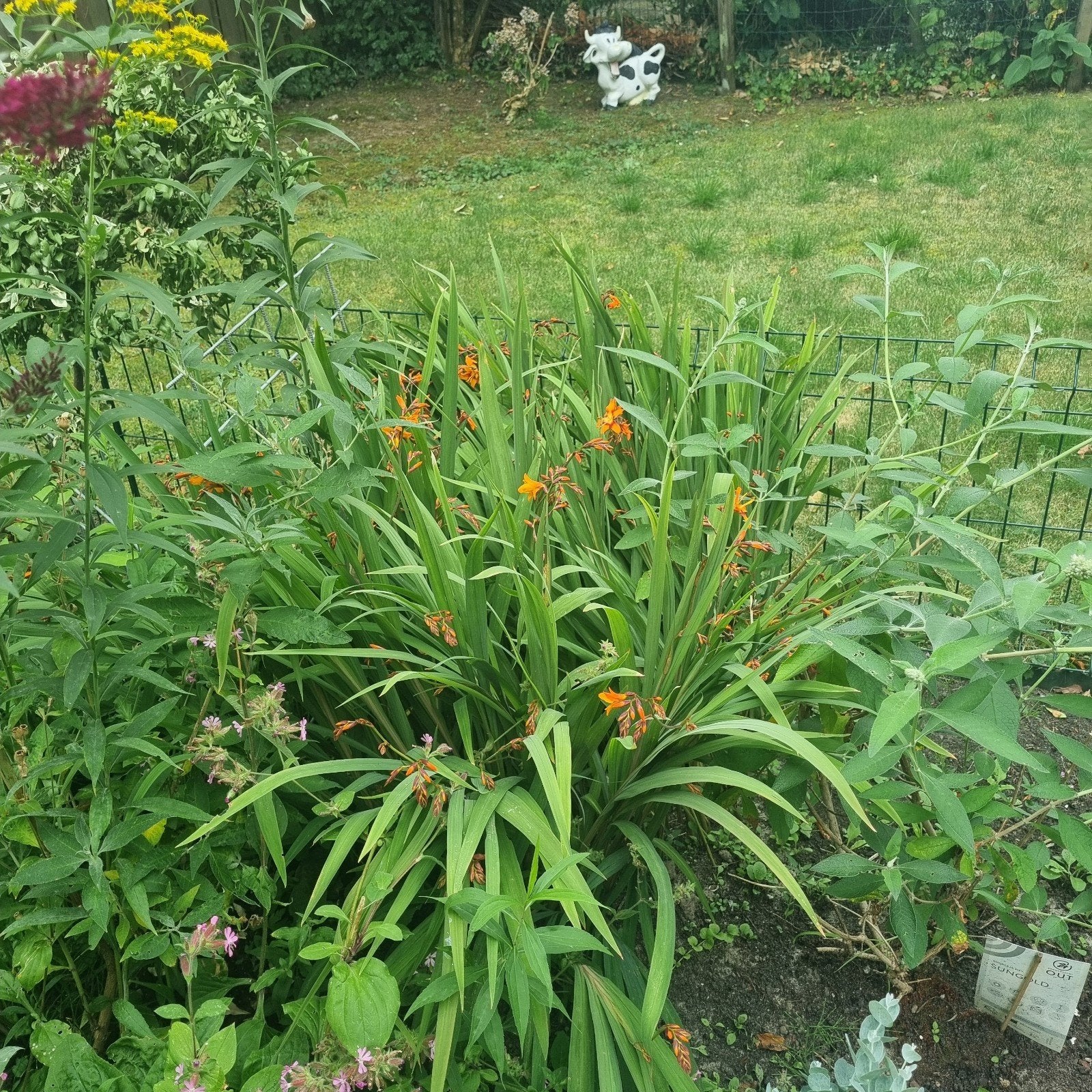 Crocosmia/ Mantbretia oranje, Ophalen, Vaste plant, Overige soorten, Volle zon