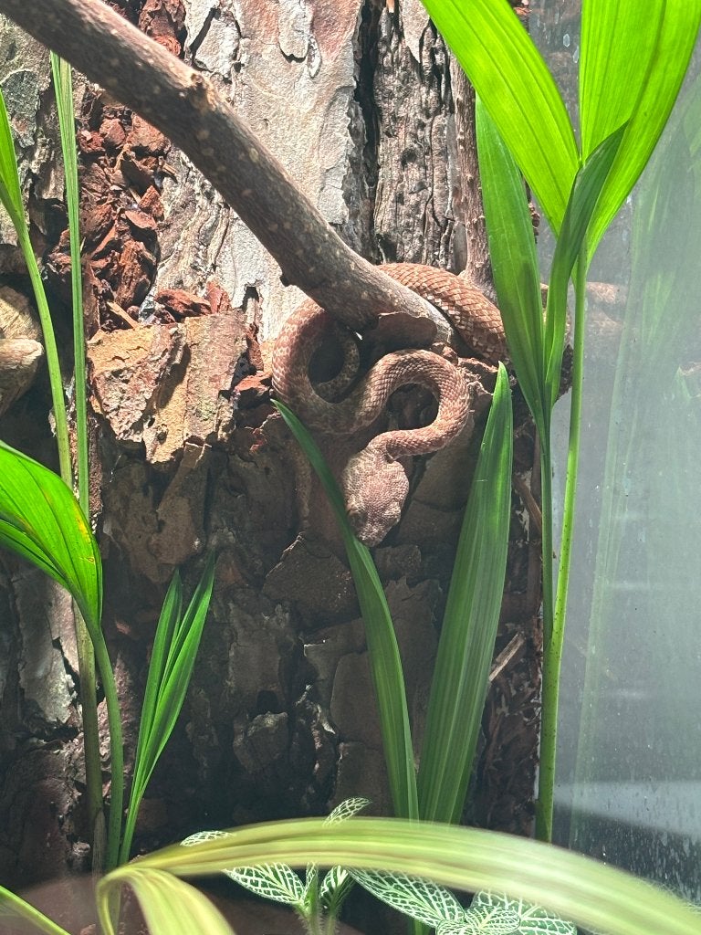 •⁠  ⁠Trimeresurus purpureomaculatus, Dieren en Toebehoren, Reptielen en Amfibieën, Slang, Met terrarium, 0 tot 2 jaar
