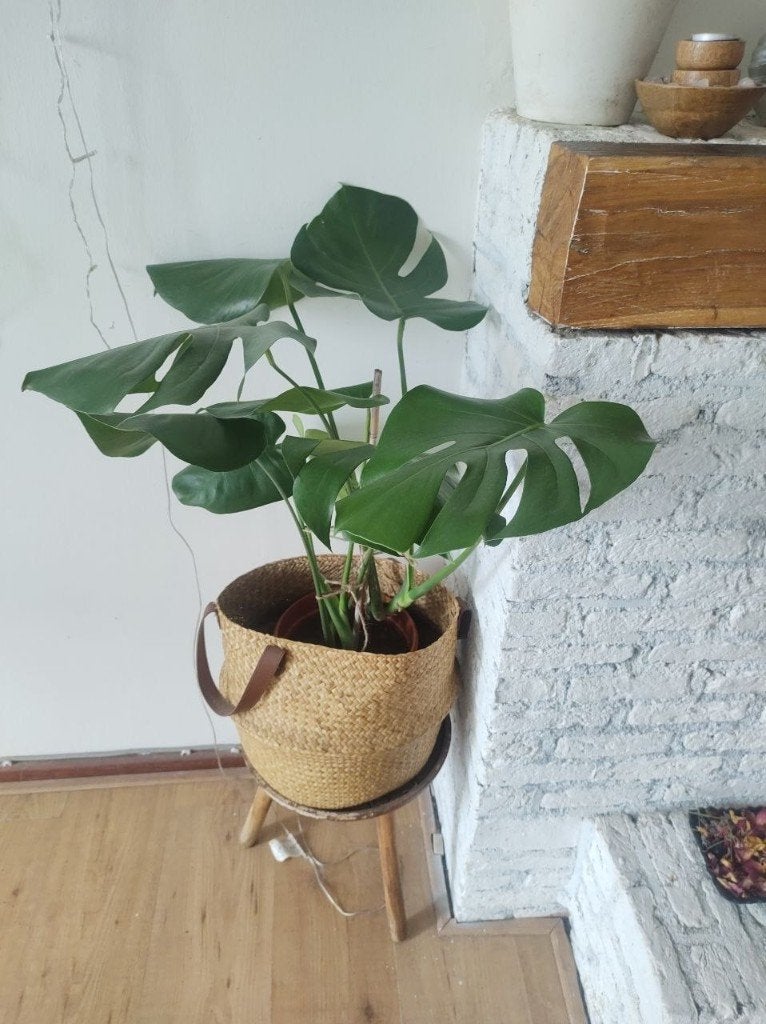 Gatenplant /Monstera Deliciosa - 3 plants in 1 pot / 80 cm, Ophalen, Overige soorten, Halfschaduw, Minder dan 100 cm