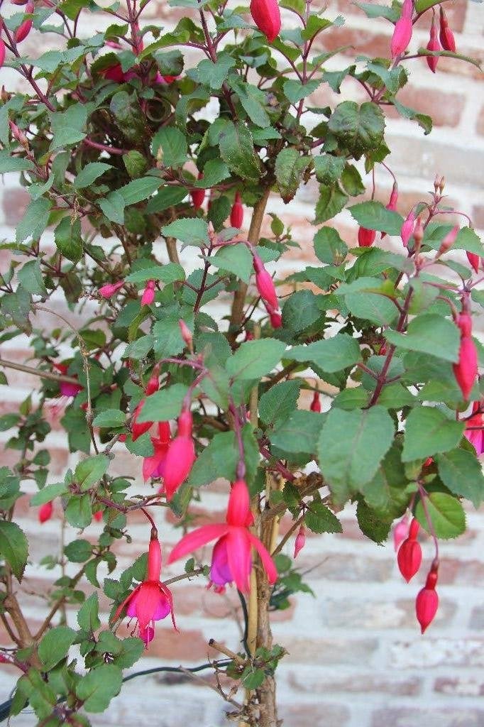 Sterke langbloeiende fuchsia., Tuin en Terras, Planten | Tuinplanten, Vaste plant, Halfschaduw, Zomer, Ophalen