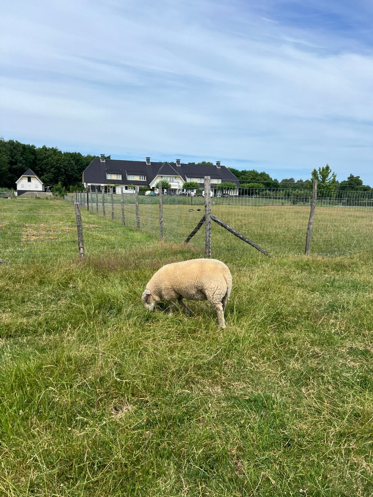 Te koop beste rammen, Mannelijk, Schaap, 0 tot 2 jaar